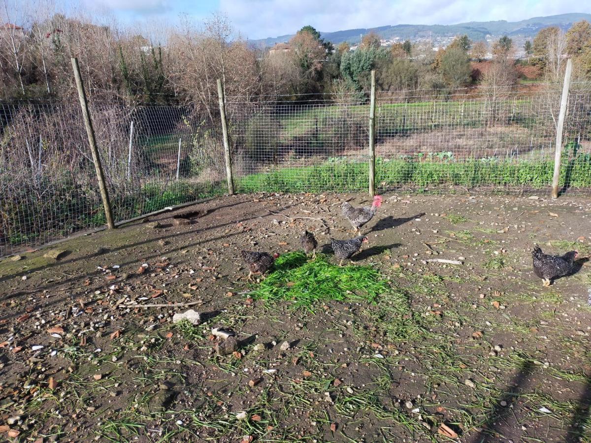 Quinta Da Lage Agroturismo E Enoturismo Celorico De Basto Zewnętrze zdjęcie