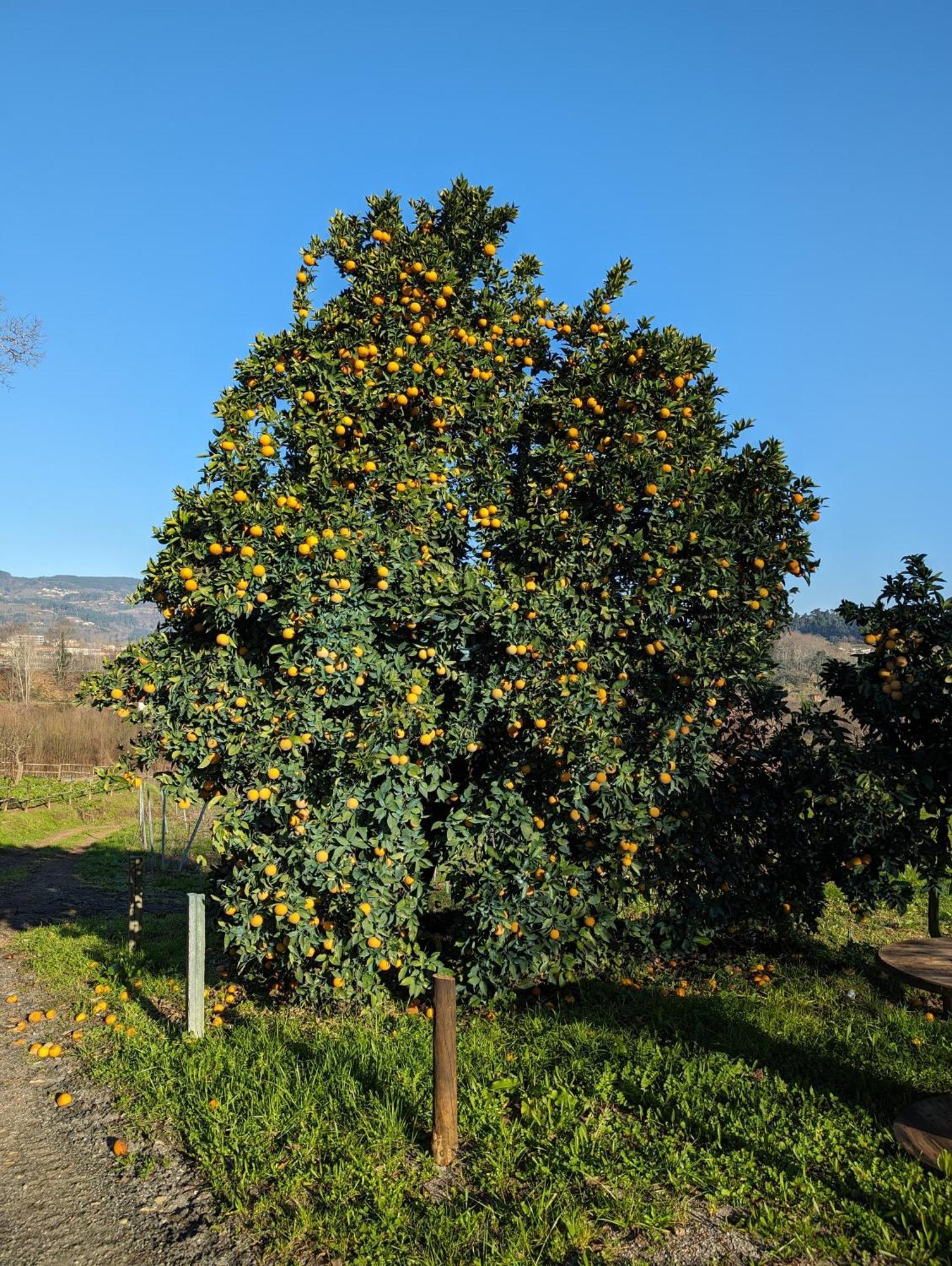 Quinta Da Lage Agroturismo E Enoturismo Celorico De Basto Zewnętrze zdjęcie