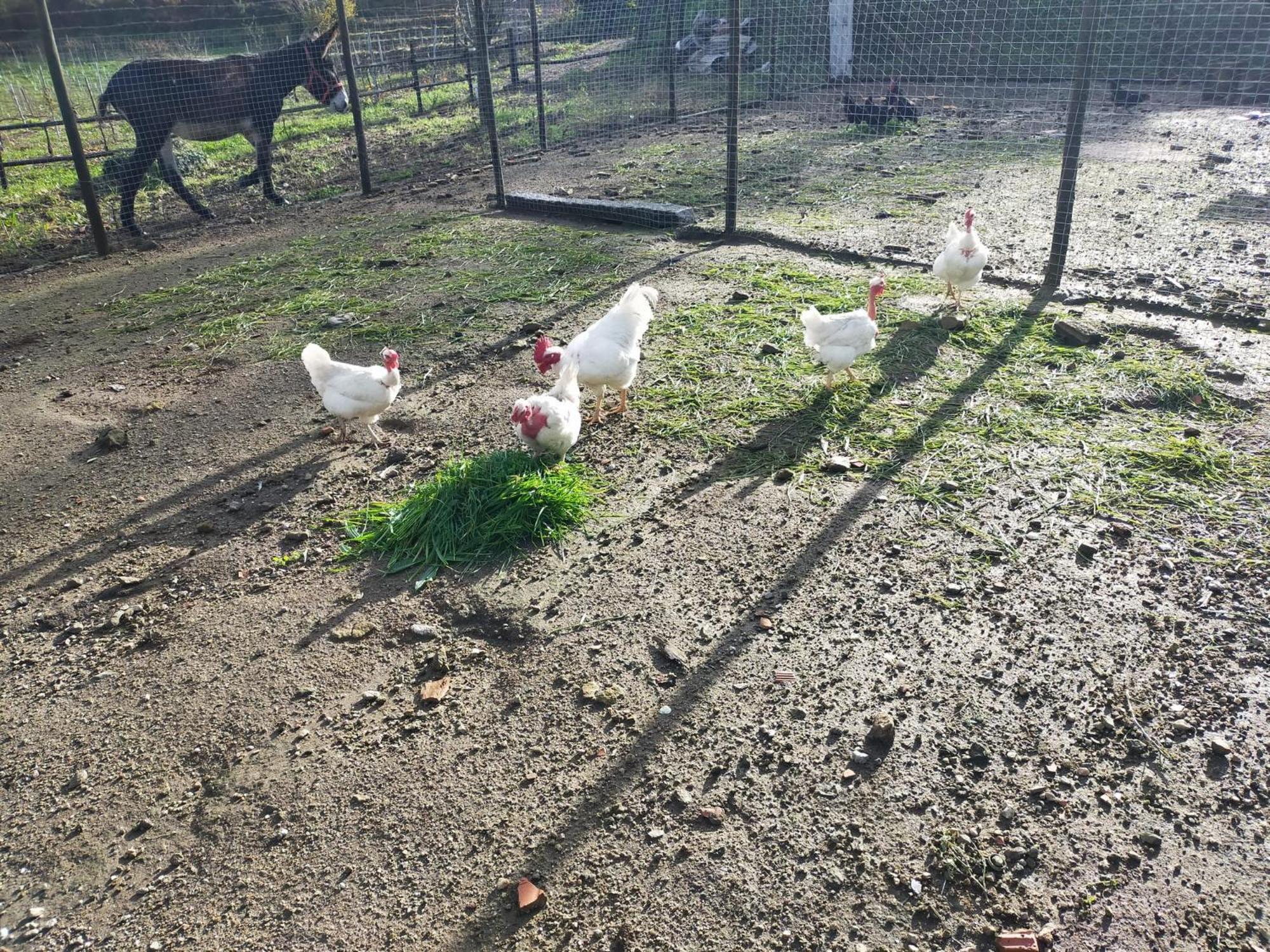 Quinta Da Lage Agroturismo E Enoturismo Celorico De Basto Zewnętrze zdjęcie