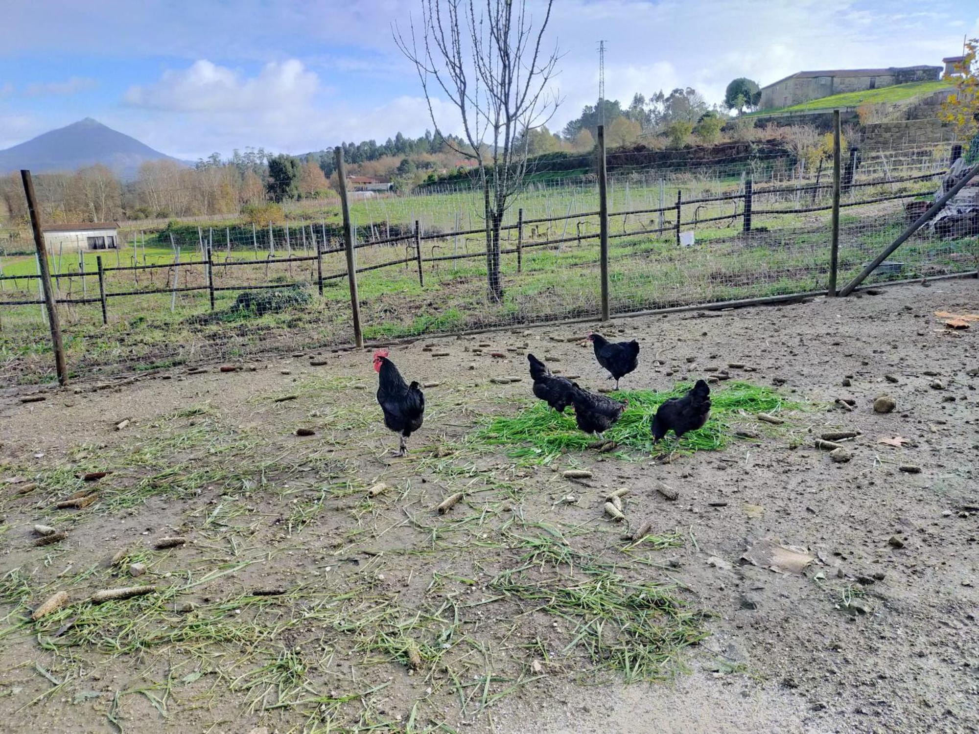 Quinta Da Lage Agroturismo E Enoturismo Celorico De Basto Zewnętrze zdjęcie